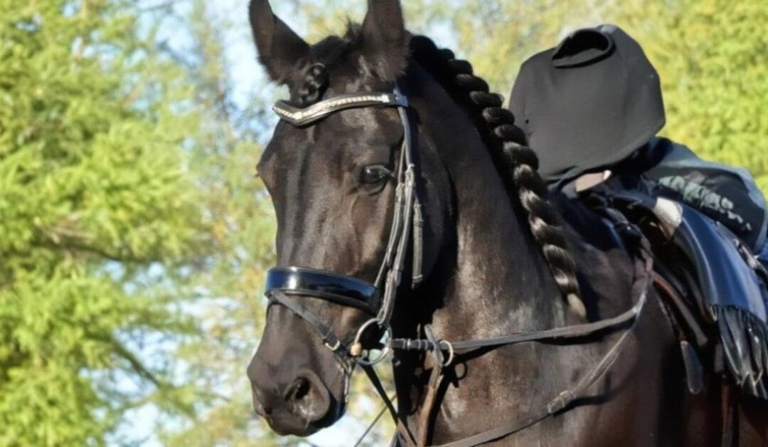 What disciplines are there in horse riding